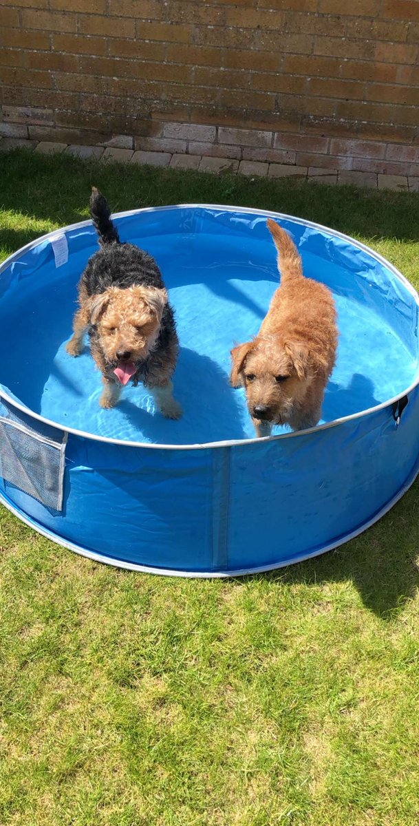 Ruby & Murphy 🐾 tweet media