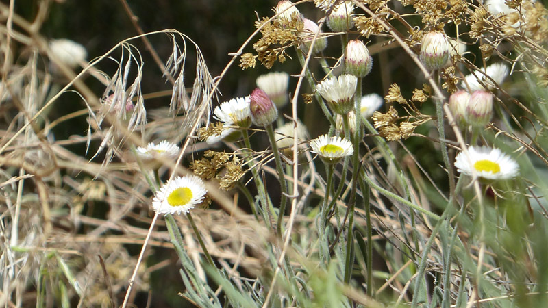 Fully wild plants, although I encourage them.9. Fleabane daisy (Erigeron divergens)10. Another daisy or related flower11. I have identified this one before, but I am lazy today. Two new plants this year.12. Perky Sue (Tetraneuris ivesiana)