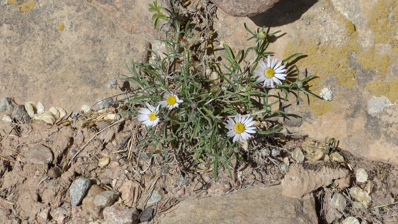 Fully wild plants, although I encourage them.9. Fleabane daisy (Erigeron divergens)10. Another daisy or related flower11. I have identified this one before, but I am lazy today. Two new plants this year.12. Perky Sue (Tetraneuris ivesiana)