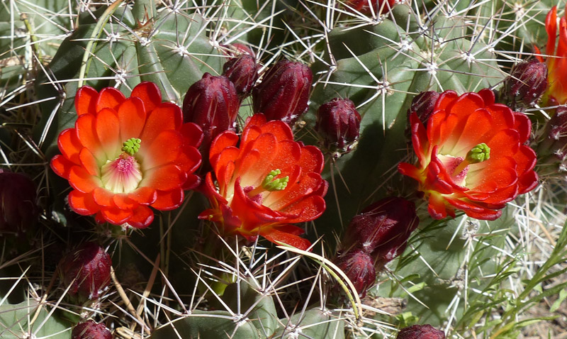 And, of course, the cactuses. Both Echinocereus triglochidiatus, claret-cup hedgehog.