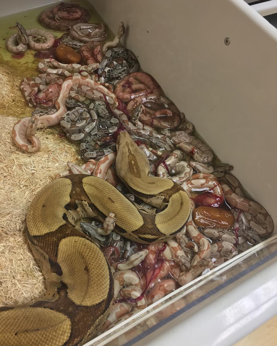 Motion Reptiles tweet media