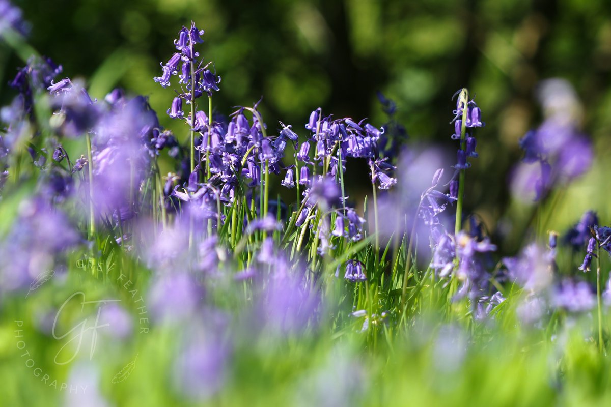 GreyFeatherPhot's tweet photo. A bug's eye view of bluebells 

#nativebluebells #bluebells #woodlands #britaininbloom #nature #wildflowers #landscape #bokeh #naturephotographer #naturetherapy #nearbywild #joyinspring https://t.co/gmaoVNDtY6