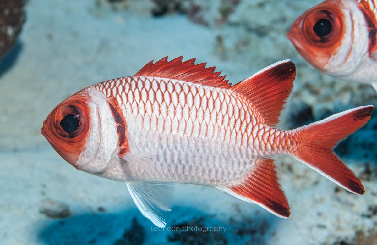 mohamedseeneen's tweet photo. Splendid #SoldierFish aka Blacktip soldierfish
- Myripristis botche -
#Squirrelfieshes - Holocentridae
Local Name: ?
#Maldives #Nikon50mm
@assaray
@zimswp
@koamasfurolhi https://t.co/Vd3QZB0CQZ