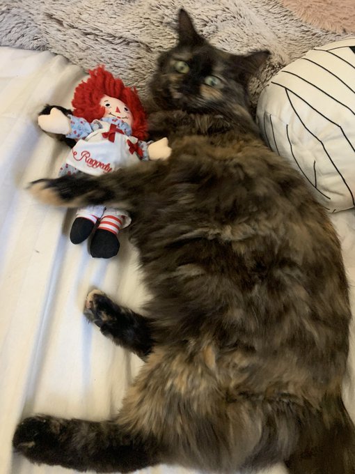 Thank you so much for spoiling my baby Cynthia with such great toys!!  @joe20s 💙 she&rsquo;s going crazy for