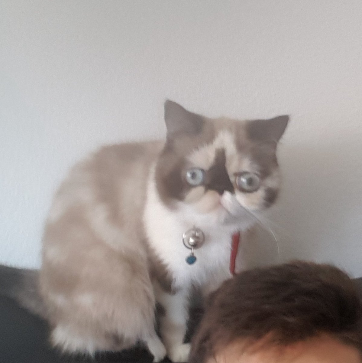 Justin2Leonard's tweet photo. @Dogesire My demon https://t.co/8Fu3UrxAyB