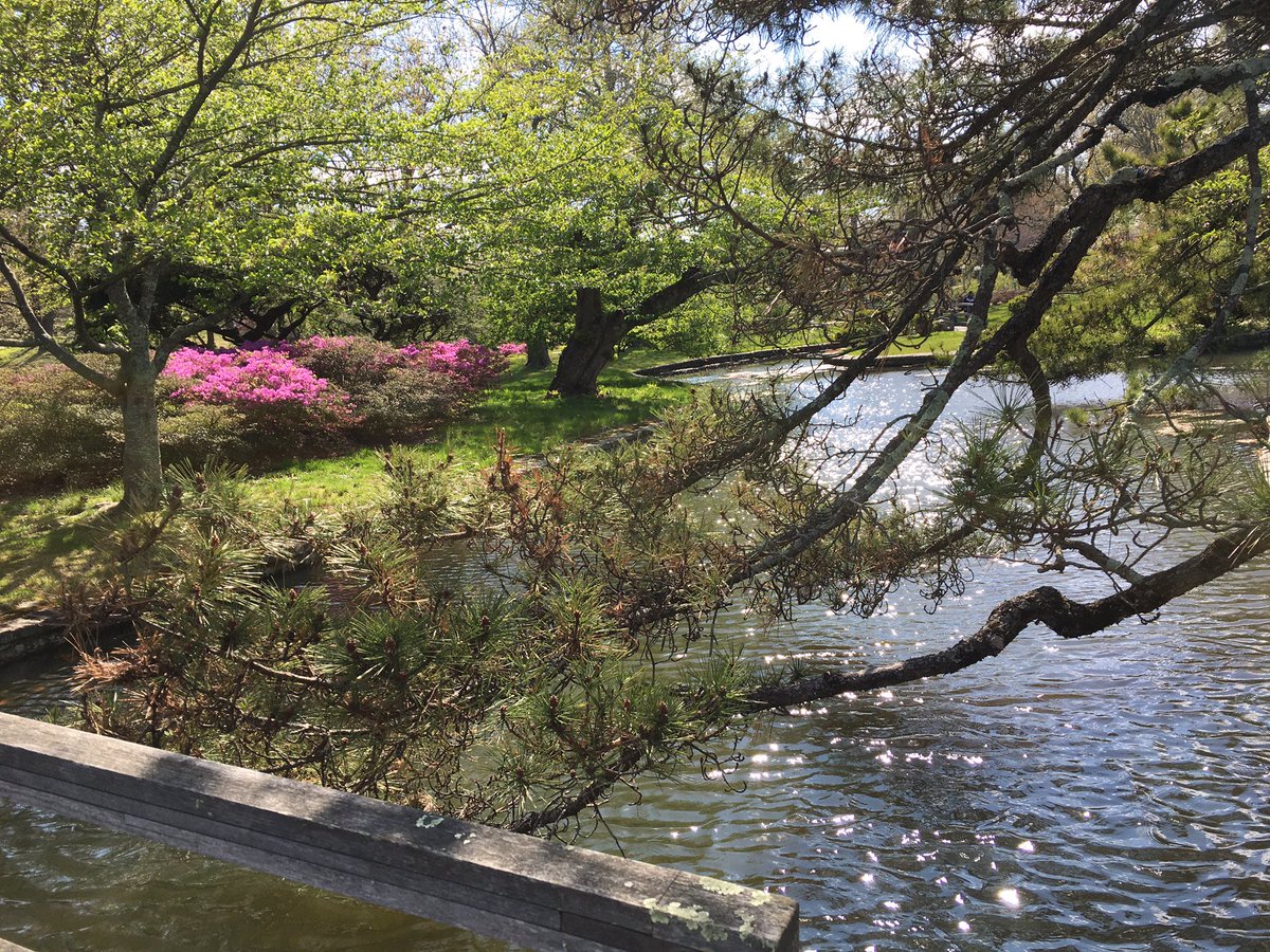 elizabethrihum's tweet photo. I fell in love today with The Japanese Garden at Roger Williams Park. A gorgeous spot on a sparkling day.  #rhodylovenotes https://t.co/May8dCwlGW
