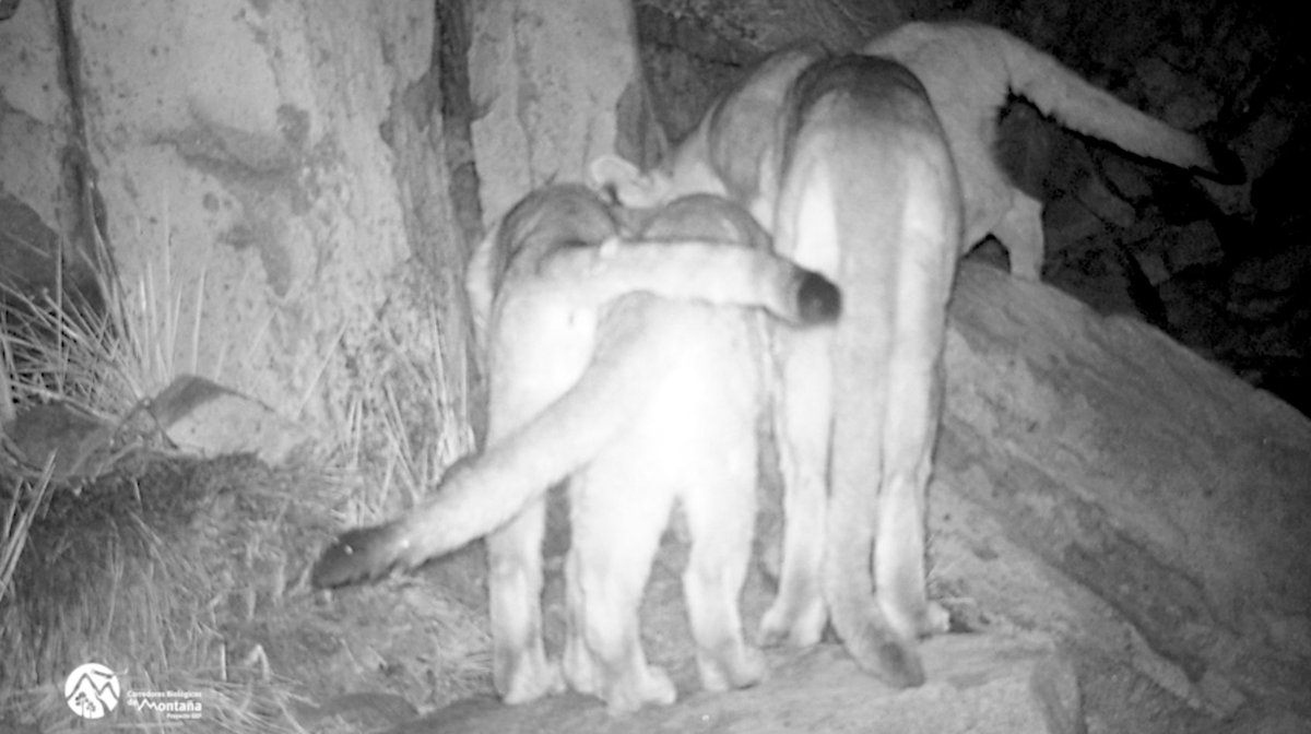 Con el esfuerzo del Sistema de Información y Monitoreo de Biodiversidad #SIMBIO en la red de monitoreo de carnívoros de <a href="/GefMontana/">GEF Montaña</a>, obtuvimos estas maravillosas imágenes de tres pumas juveniles junto a su madre en la montaña 🐾💚 #HappyMothersDay  👉🏼 youtu.be/ilaJ-EdOycE