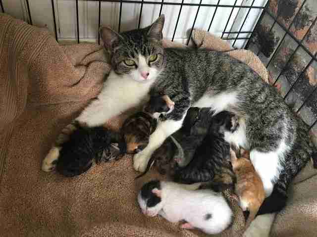FeralFandom's tweet photo. Happy Mother’s Day to everyone regardless of species!!
#MothersDay #AnimalMothers #FeralFandom #Feral https://t.co/XdIA1LPPsV
