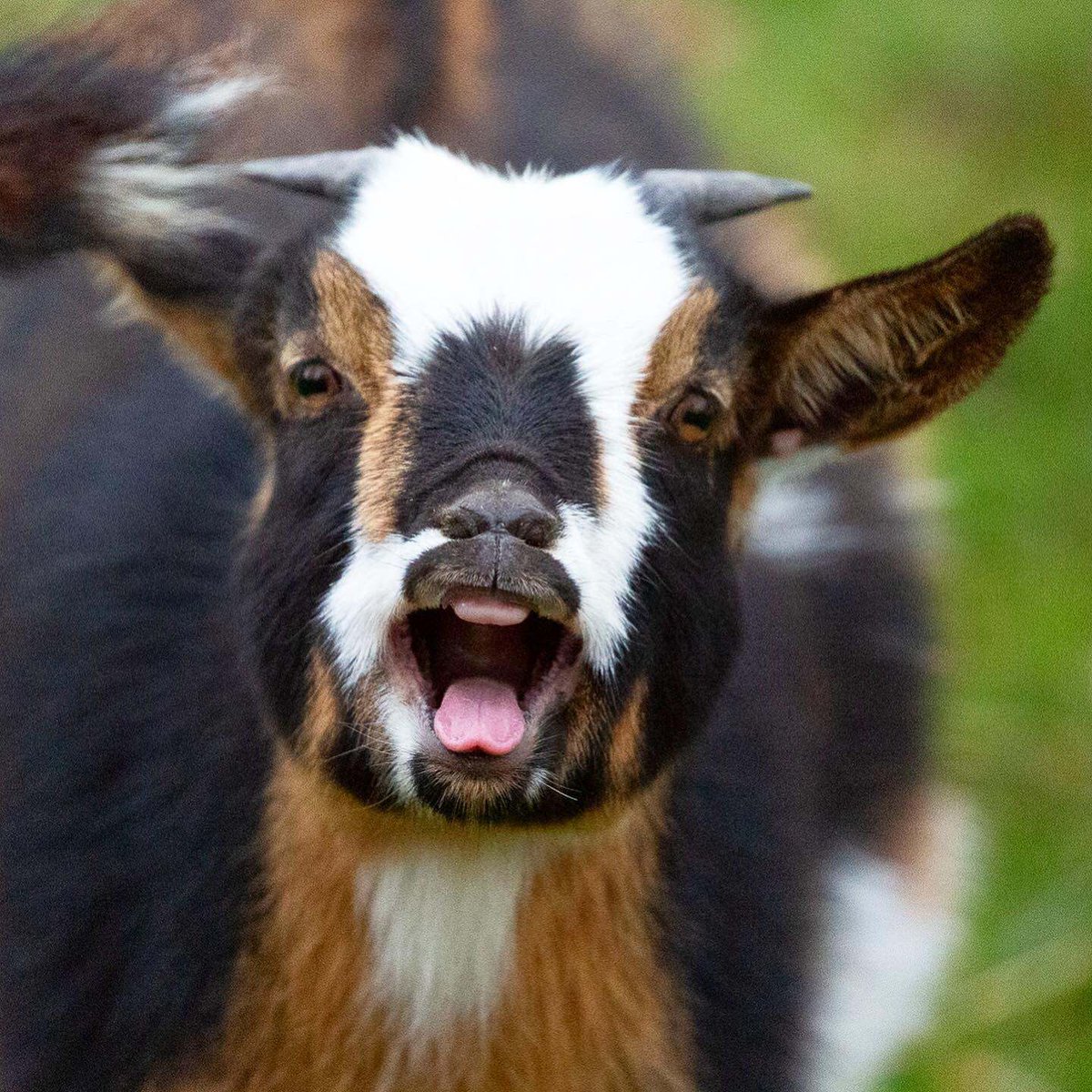 Barn Sanctuary tweet media