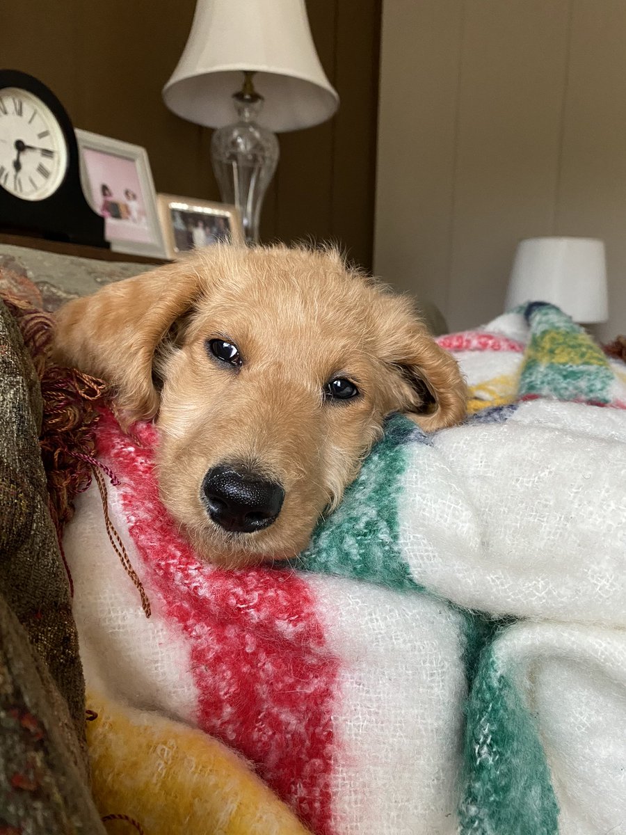 Ashley &amp; Coco! Best friends....😼🐶😁