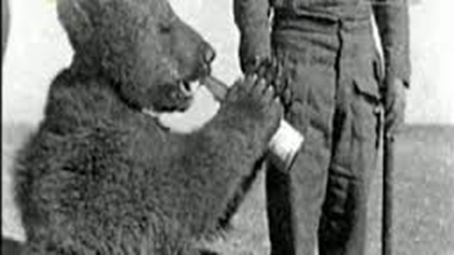 4/ Wojtek soon graduated from bottle-fed condensed milk to fruit, marmalade, honey, and syrup. He loved cigarettes – to eat them that is. He also took quite a liking to beer!