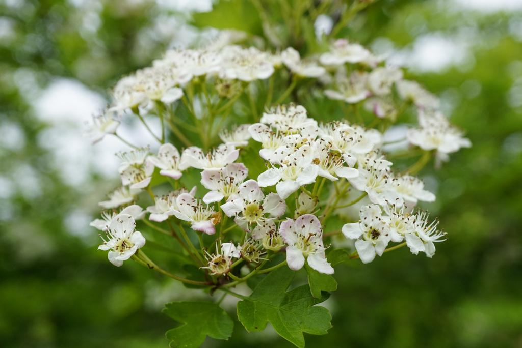 Family 8 is the Rose family (Rosaceae)Herbs, shrubs, climbers, trees, blousey flowers and tasty fruits. What's not to like.Rose (Rosa), Hawthorn (Crataegus monogyna), Salad Burnet (Sanguisorba minor), Wild Strawberry (Fragaria vesca)