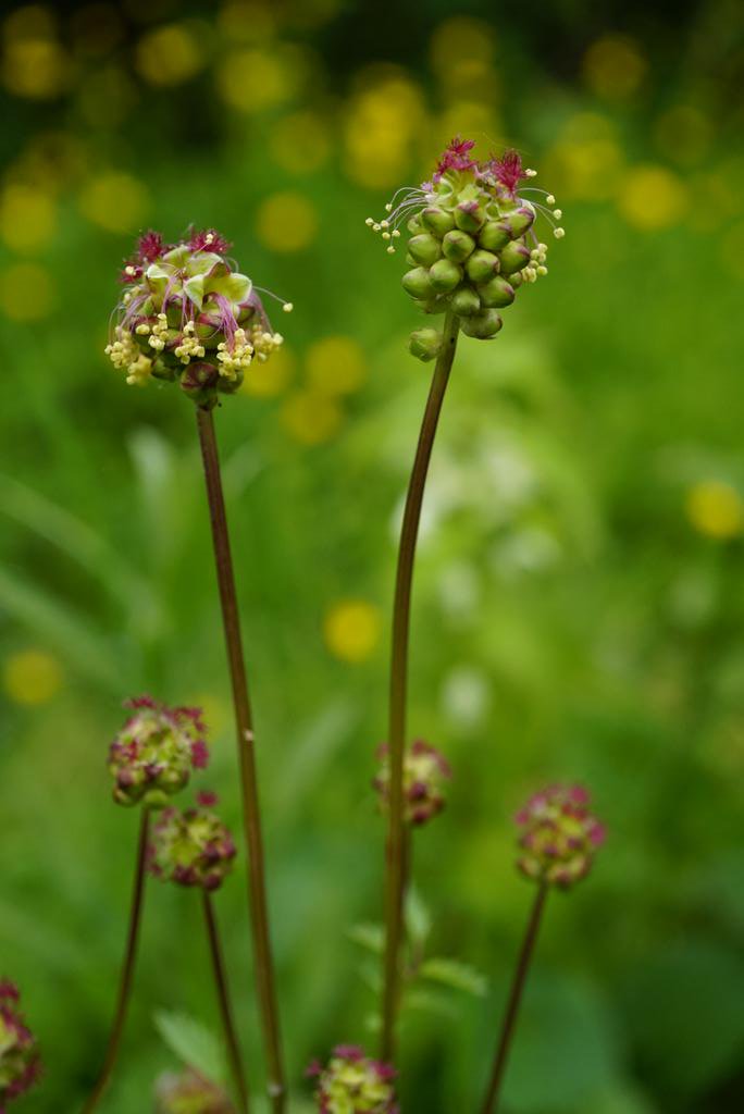 Family 8 is the Rose family (Rosaceae)Herbs, shrubs, climbers, trees, blousey flowers and tasty fruits. What's not to like.Rose (Rosa), Hawthorn (Crataegus monogyna), Salad Burnet (Sanguisorba minor), Wild Strawberry (Fragaria vesca)