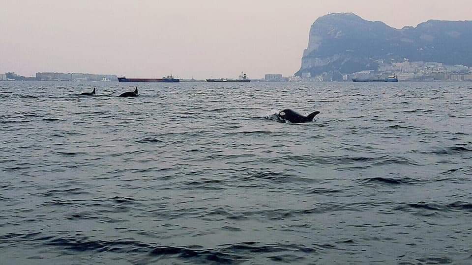 Orcas (Killer Whales) in the #BayOfGibraltar this morning.