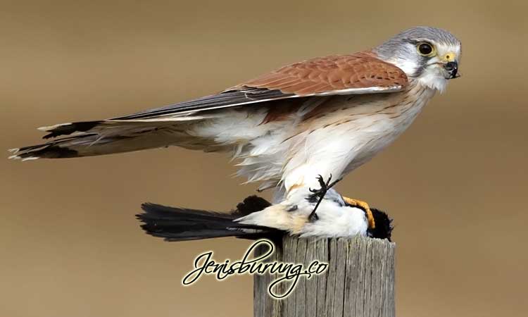 JenisBurung's tweet photo. Alap-alap layang - Alap-alap layang merupakan salah satu jenis burung pemangsa atau salah satu dari beberapa jenis alap-alap yang dapat dijumpai di Indonesia dari keluarga Falconidae dan Genus Falco.  #alapalaplayang #merawatalapalap https://t.co/kN7Gvtjsrm https://t.co/YYI0KgakMt