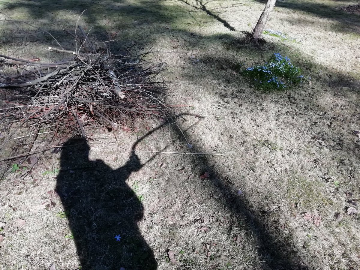 Löysin puutarhavajasta sahan. Heti ensihuumassa muutama oksa, pieniä puunalkuja ja kaksi pystyynkuollutta tuijaa nurin. Huomaan katselevani kaikkea sillä silmällä 😅 #gamechanger