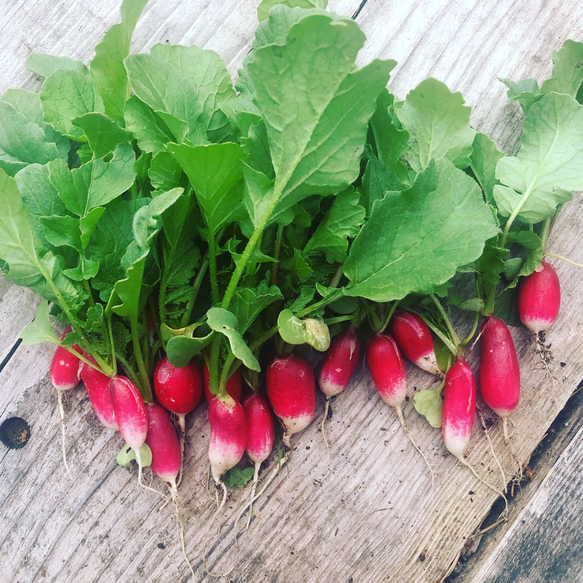 First harvest from the #KitchenGarden - #Radishes (French Breakfast), hope they taste as good as they look 🥗🥰
(We won’t mention that half had been munched by some sort of beastie! 🙈)