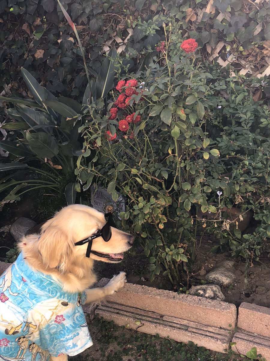 Went out early to pick some flowers 🌺 for my mom ✨Happy Mother’s Day✨