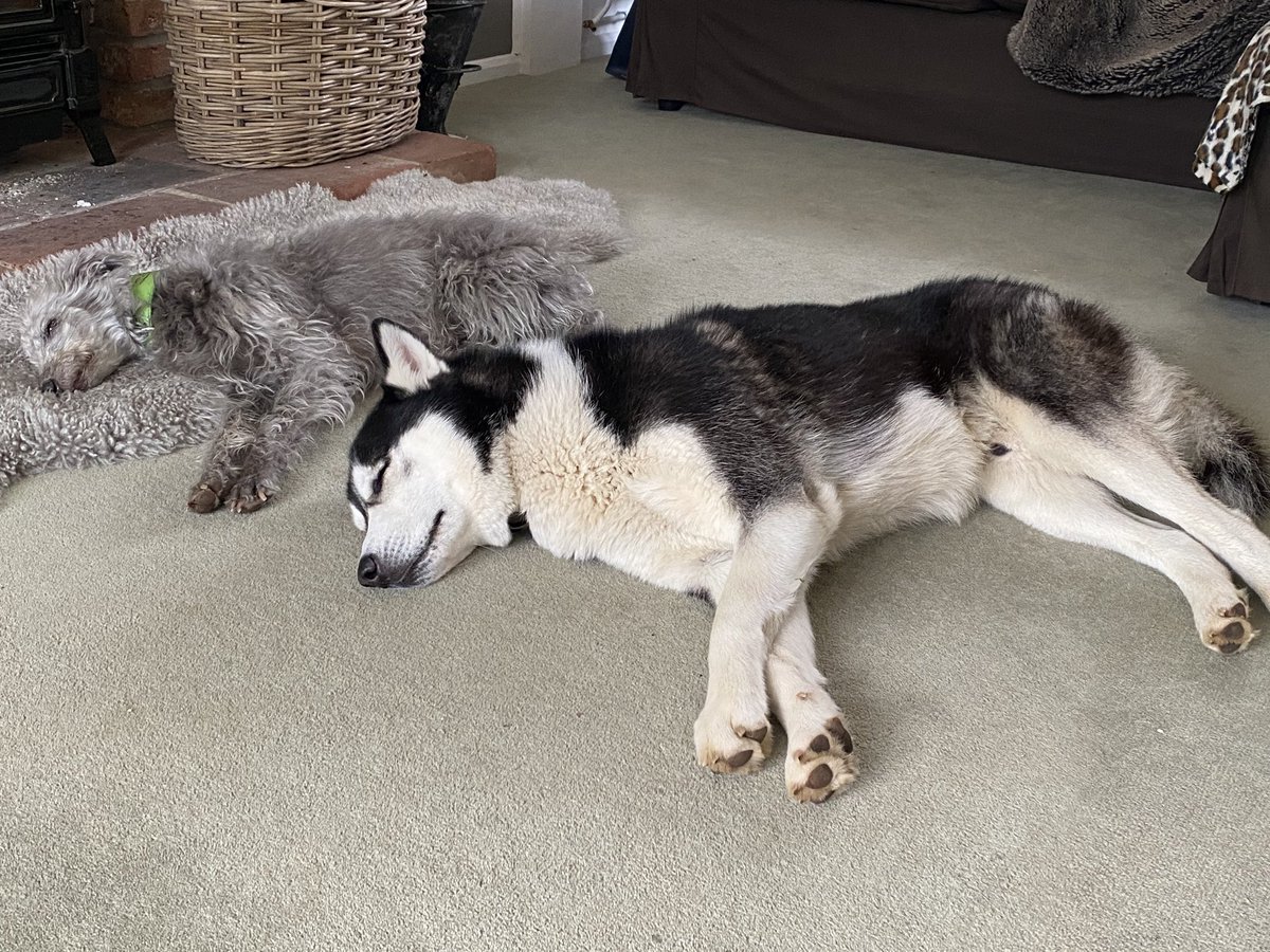 Brothers afternoon nap 😴