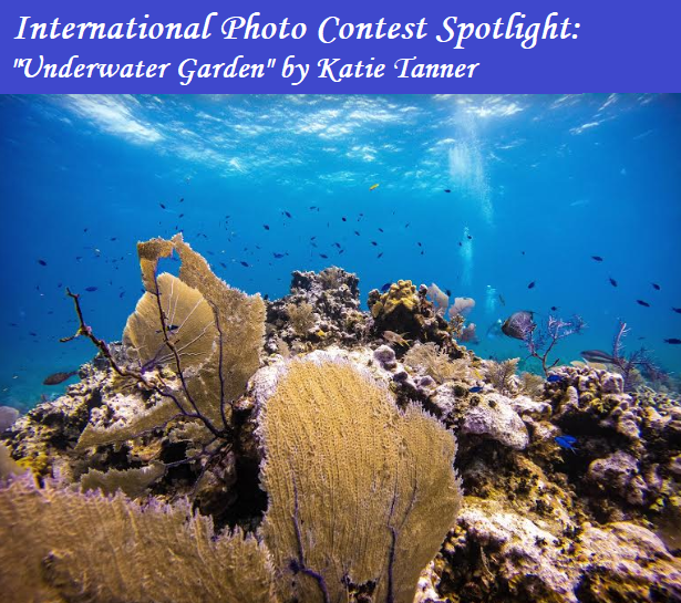 "This was one of our first dives and I can't describe how majestic it was. It's like a whole underwater garden filled with sponges, corals, and fish of varying colors!  They had given us underwater cameras for..."    Read more @ instagram.com/uncastudyabroa…