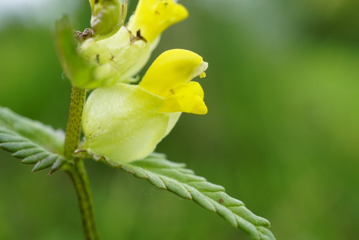 Family 9 is the broomrape family (Orobanchaceae)Most of this family are fully or semi-parasitic, taking their nutrients from other plant's roots.Yellow Rattle (Rhinanthus minor)