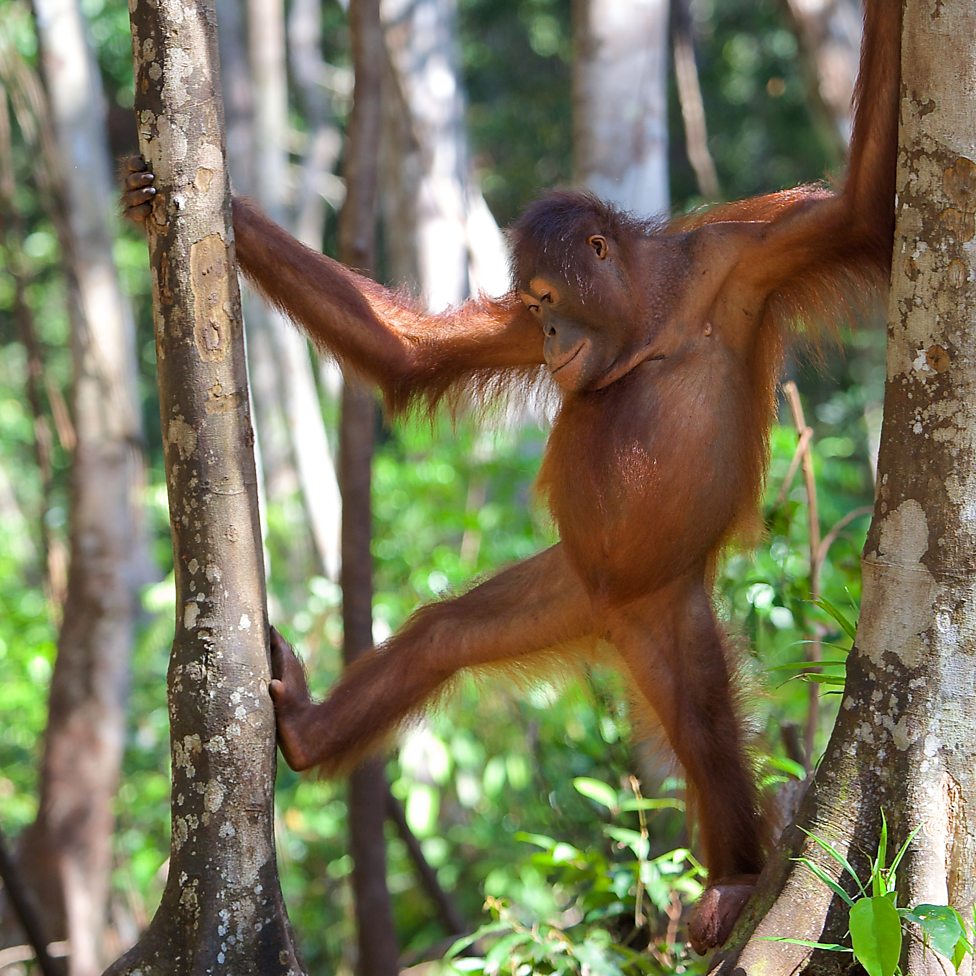 dazai as a malnourished orangutan