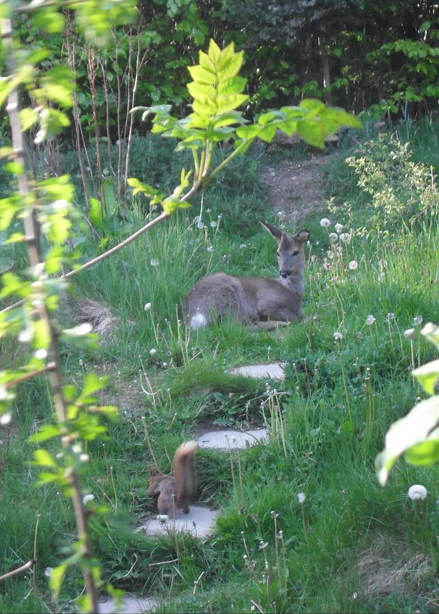 socrates2sox's tweet image. Here's something to make you smile. Young roe deer watching a red squirrel burying hazelnuts. (click on pic to see both of them) #wildlife