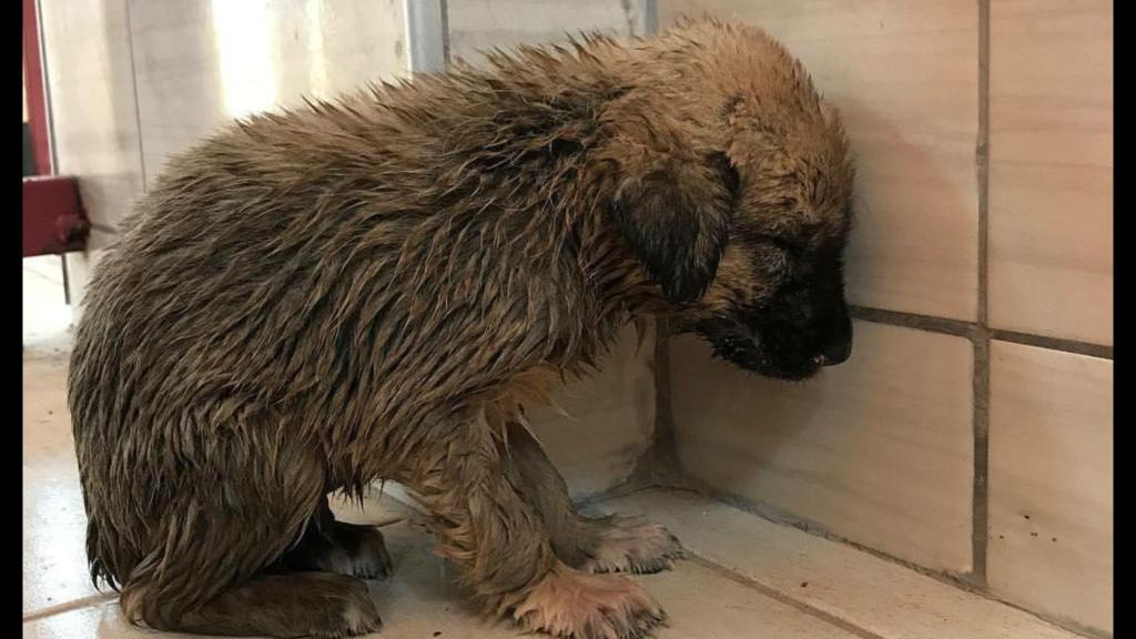 Sokaktasın, sığınacak bir yerin yok, hava soğuk, yağmur yağıyor, açsın ve tek kelime konuşamıyorsun...