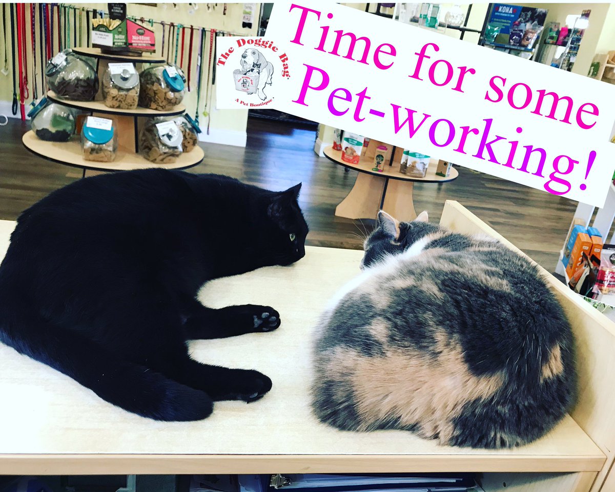 thedoggiebag's tweet photo. Typical Staff Meeting @doggiebagboutique πΌπΉ
#thedoggiebag #shopcats #blackcat #calicocat #staffmeeting #petworking #onthejob #lakelandflorida #lakelandfl #lovelakeland #catsoflakeland #lakelandstrong #catmom #catmomsoflakelandfl https://t.co/CeHWRaWhyj