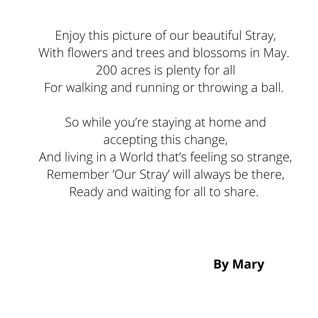 OatlandsComm's tweet photo. Thank you to local artist Georgie good for our blossom picture and volunteer Mary for the poem. It is proudly displayed in many local residents windows! #Harrogate https://t.co/MQpX91pyfY