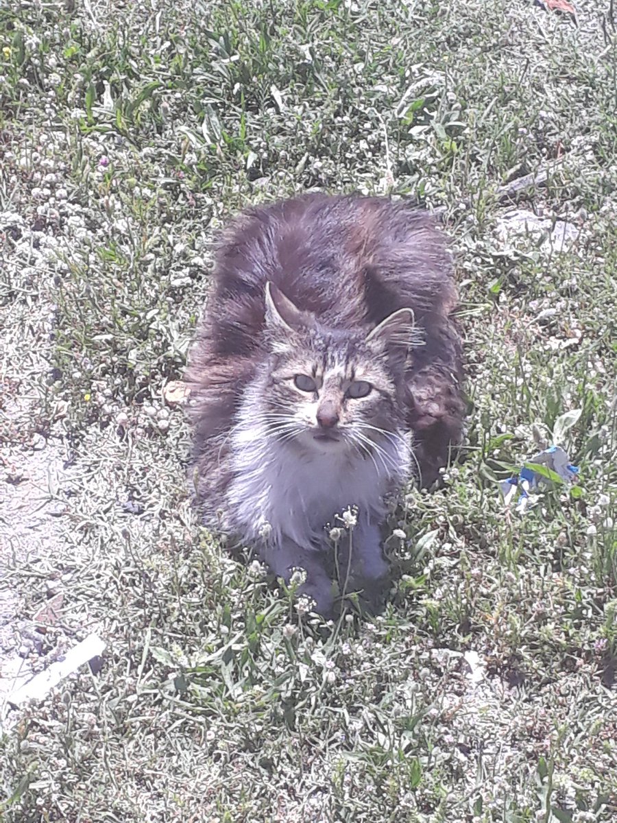 SSDRESCU's tweet photo. Every day I feel sad for those animals. My heart is broken because I try to help these beautiful animals and give them hope, but what do I do every day?There are many animals suffering. Please help us a little in order to save And give a little happiness and love to these animals https://t.co/VJIrCzTxCj