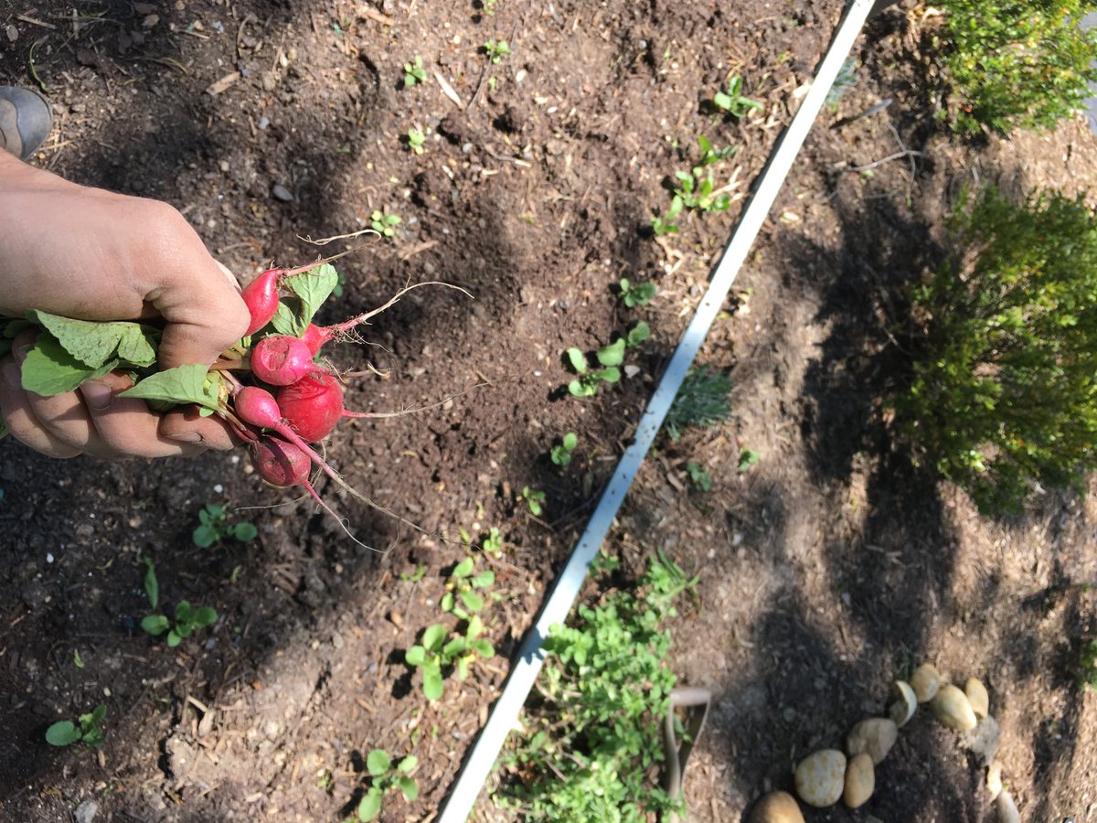 meanwhile the radishes are growing much slower in the new soil. thinned just now and got some cute ones