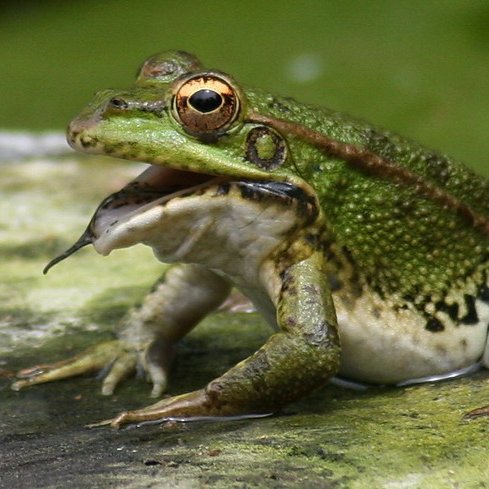 dazai as a frog