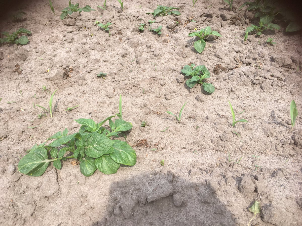 atenheggeler's tweet photo. Vandaag een perceel mais gezien dat groen zag van de #aardappelopslag en ook al gladvingergras liet zien. Dit wordt twee keer spuiten met #Calaris, zeker ook vanwege het #gladvingergras . Vroeg spuiten levert een beter resultaat https://t.co/SINEZUdAbx