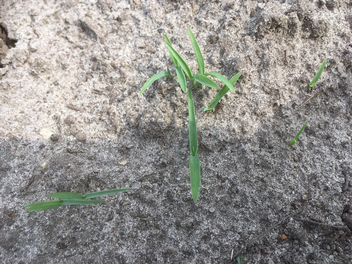 atenheggeler's tweet photo. Vandaag een perceel mais gezien dat groen zag van de #aardappelopslag en ook al gladvingergras liet zien. Dit wordt twee keer spuiten met #Calaris, zeker ook vanwege het #gladvingergras . Vroeg spuiten levert een beter resultaat https://t.co/SINEZUdAbx