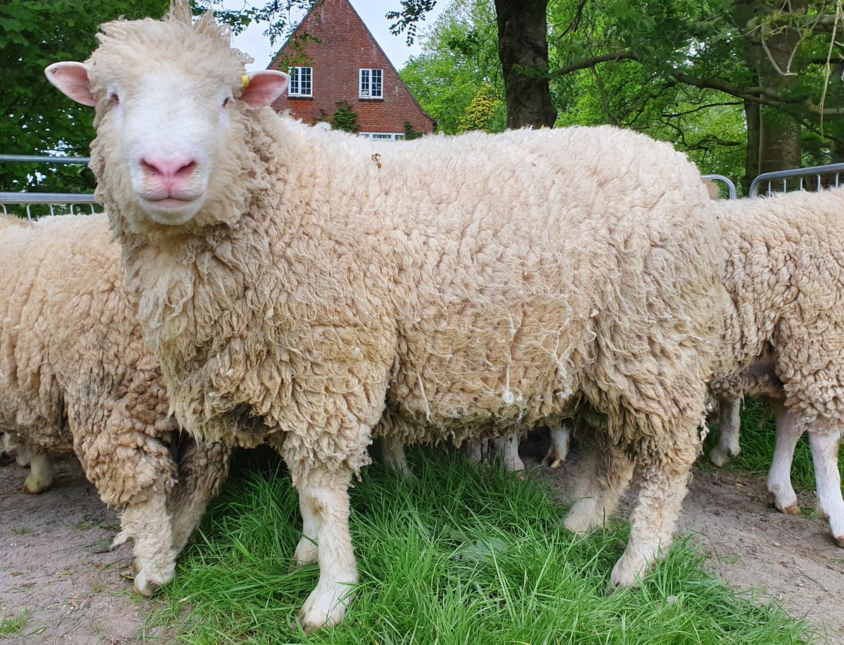 Dorset_Shepherd's tweet photo. Southbank Boris is the first ram we've bred and retained within the flock. We're looking forward to seeing some progeny in September! 👍🐑
.
.
.
#BigBugger #PollDorset #DorsetSheep #SignetData #PerformanceRecorded #Sheepfarming https://t.co/xjgjN1xewD