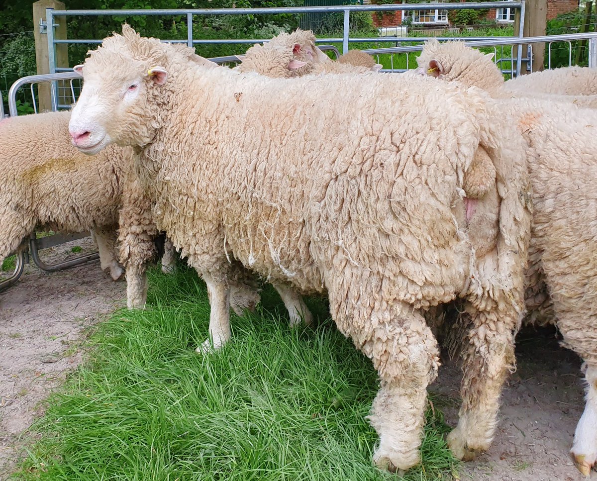 Dorset_Shepherd's tweet photo. Southbank Boris is the first ram we've bred and retained within the flock. We're looking forward to seeing some progeny in September! 👍🐑
.
.
.
#BigBugger #PollDorset #DorsetSheep #SignetData #PerformanceRecorded #Sheepfarming https://t.co/xjgjN1xewD