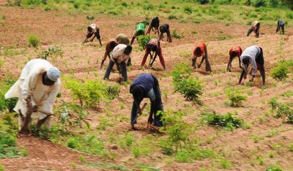 I commend and respect the diligent labour of the farmers across Nigeria, but this is no longer farming.....