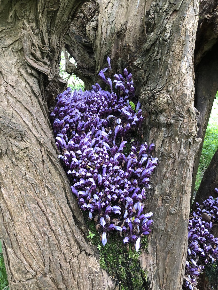 .@BBCGQT @kathyclugston Spotted this today on Gloucestershire hillside. Smells a bit hyacinthy. Any ideas?