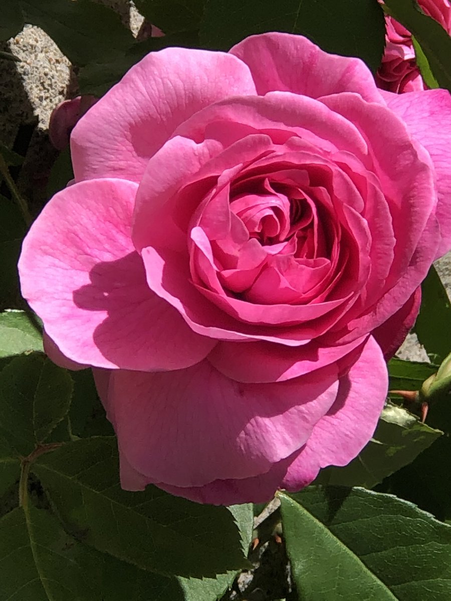 bcef's tweet photo. Thinking of all our clients this Mother’s Day. https://t.co/m8XUuX2WcQ