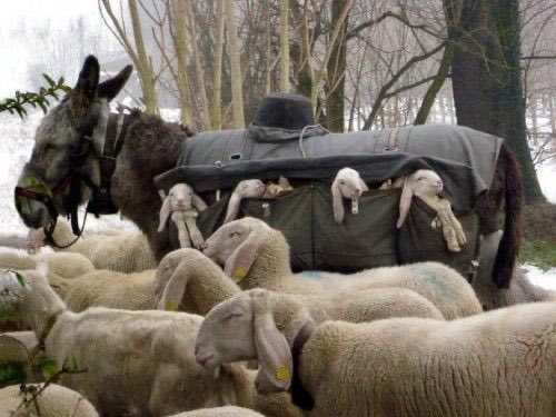 I was today years old when I found out about donkey nannies, which are donkeys that are used in Italy to transport newborn lambs down from the mountains for seasonal grazing.