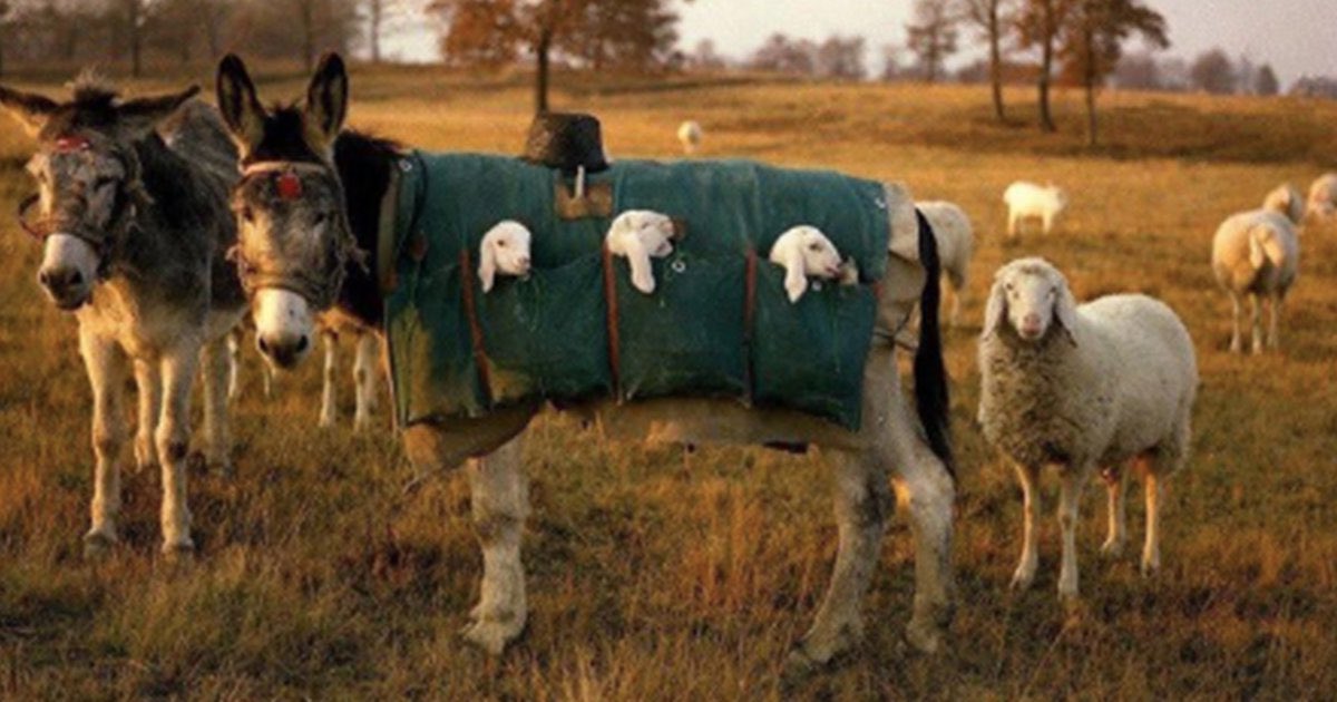 Oh to be a sweet little lamb catching a ride in a donkey’s coat pocket.