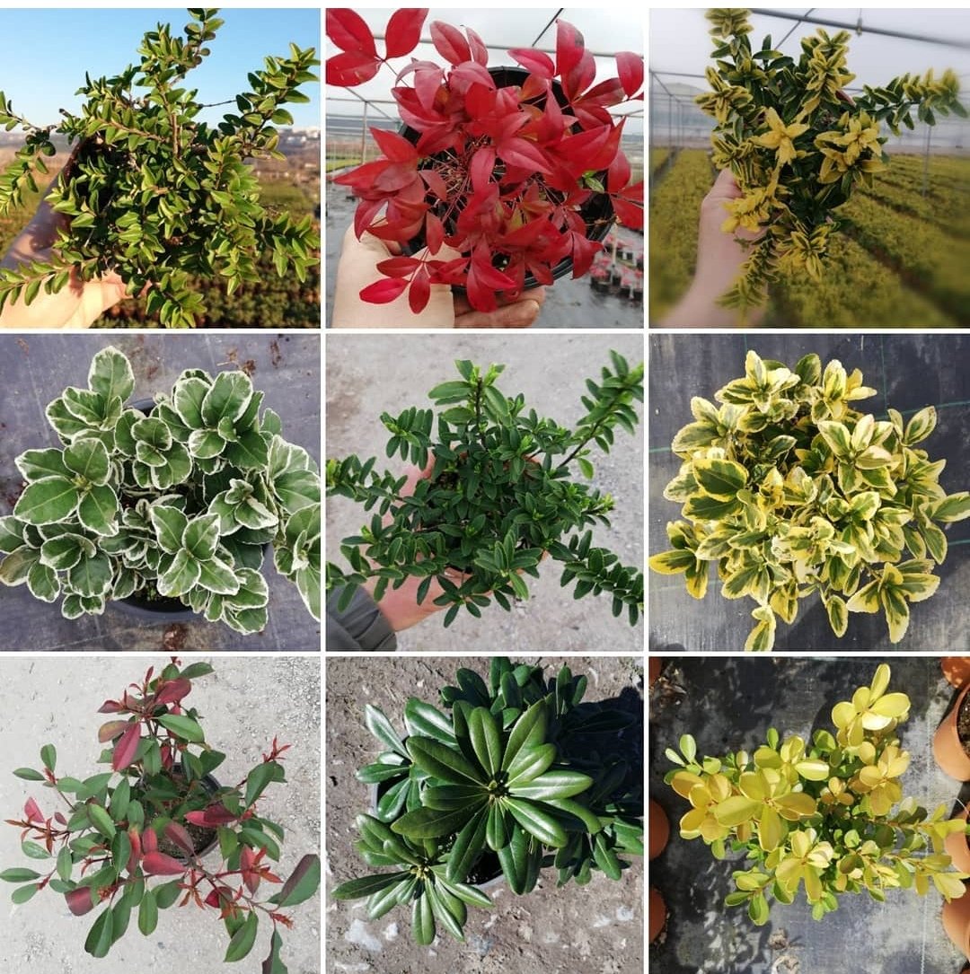ergunpeyzaj's tweet photo. Hello my friends smal
Plant for production and big plant for landscapıng atılım Ergün peyzaj you thank whatsapp number 0535 814 05 12 YALOVA #leylandi #limonselvi #peyzaj #ergunpeyzaj #yalova #fidancılık #fidanlık #altunitaflan whatsapp numarası 0535 814 05 12 https://t.co/dyfEb17Xot