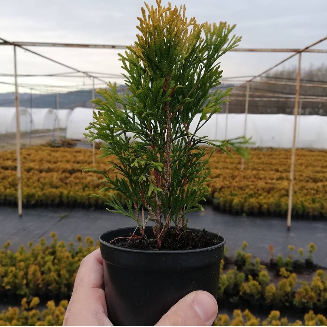 ergunpeyzaj's tweet photo. Hello my friends smal
Plant for production and big plant for landscapıng atılım Ergün peyzaj you thank whatsapp number 0535 814 05 12 YALOVA #leylandi #limonselvi #peyzaj #ergunpeyzaj #yalova #fidancılık #fidanlık #altunitaflan whatsapp numarası 0535 814 05 12 https://t.co/dyfEb17Xot