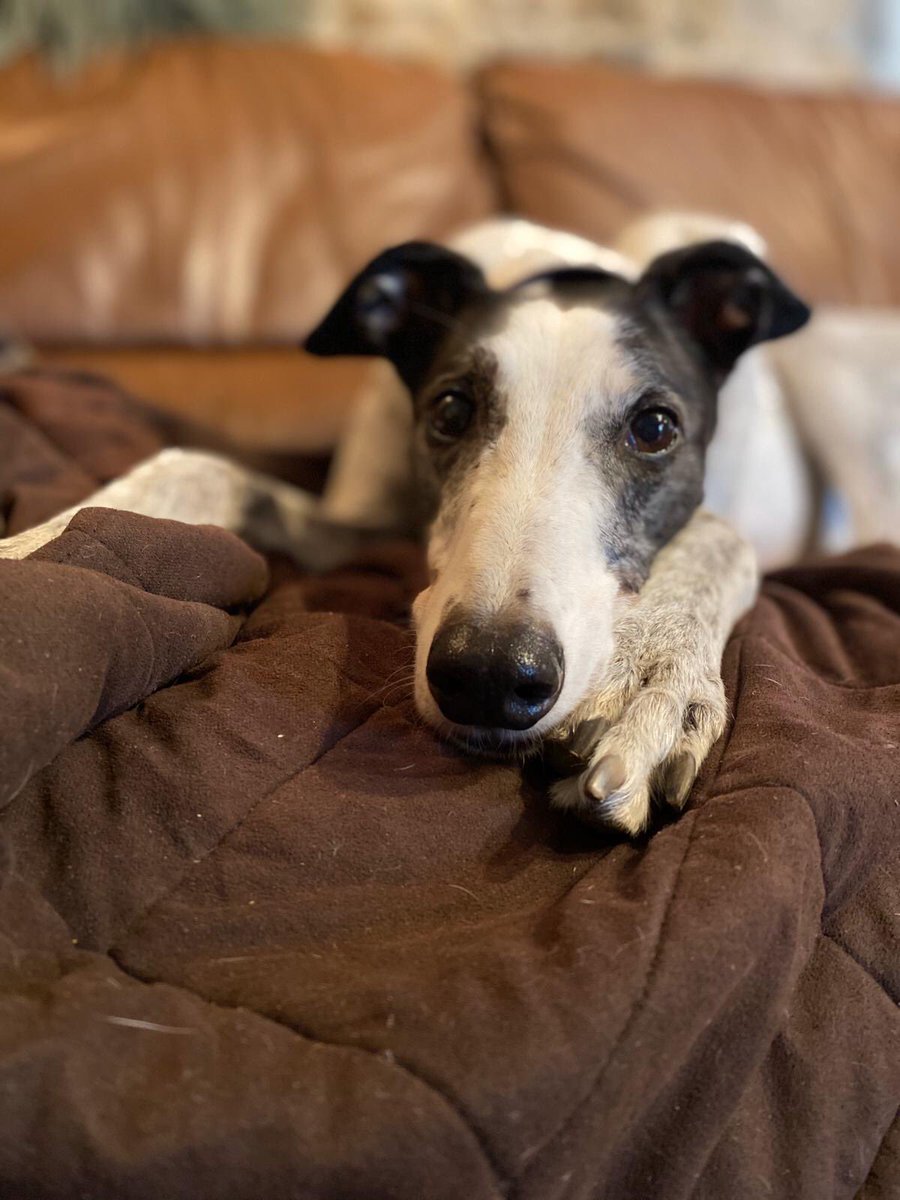 CamomileTea1507's tweet photo. Hey Twitter pals - I’m 10 today! 🎂🎉❤️. Had a great day, mostly upside down on the sofa but got pasta and scrambled eggs for supper which was the best. Happy birthday me! https://t.co/XS9iadHQ3V