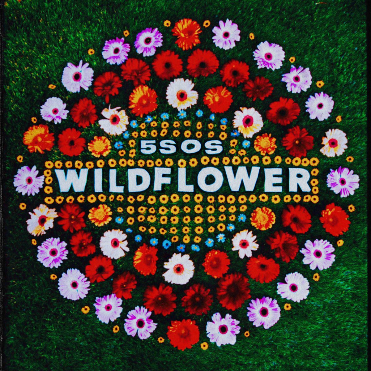 day 32:thought i’d be a bit creative and make my own virtual version of the wildflower cover  @shmandeluca  @5SOS