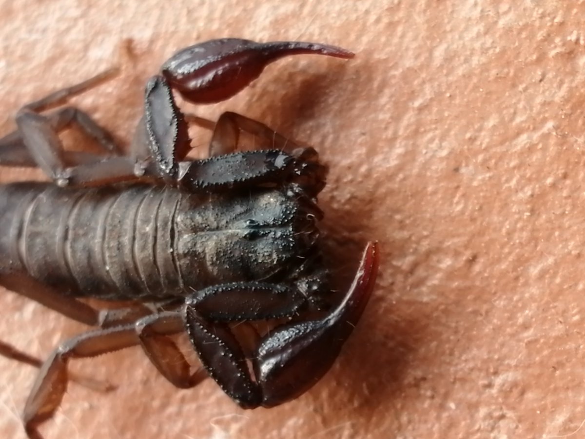 🦂 Miren quien me vi o a visitar a la casa 🦂
Un Alacrán marrón (Vaejovis mexicanos)
Gracias @Arachno_Cosas por el id