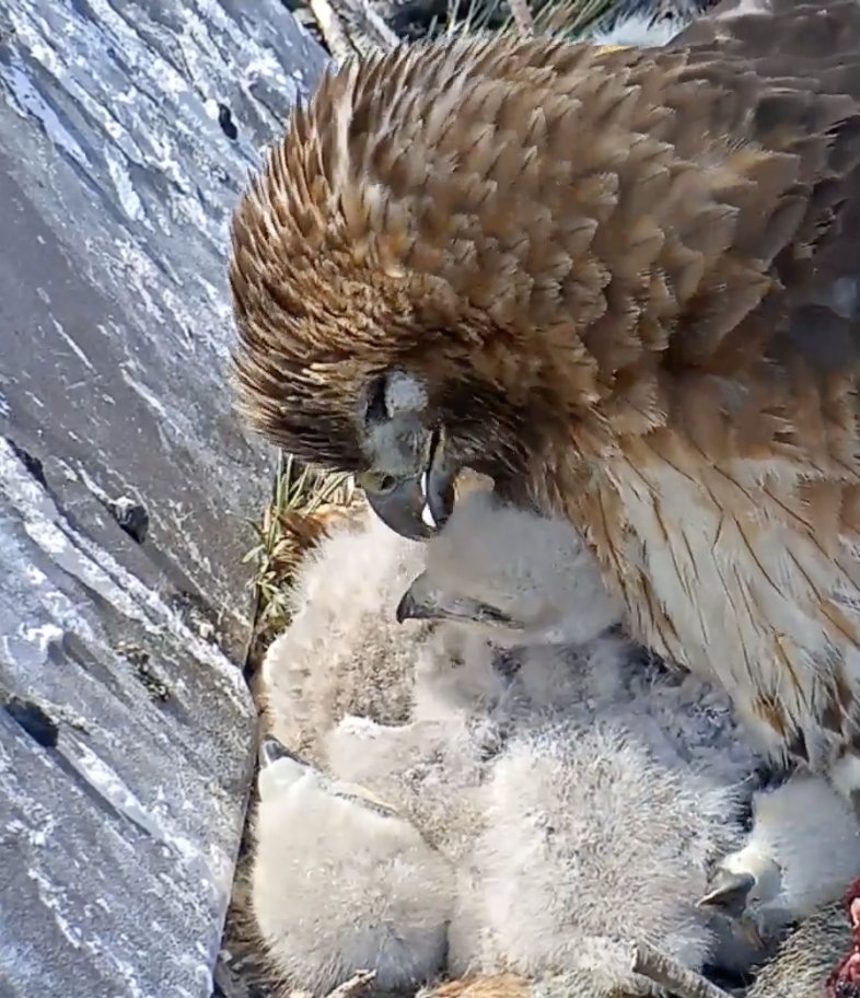 CornellHawks's tweet photo. 05/10, 2:45 PM; BR doing what mothers everywhere do best. Taking care of the chicks. Happy Mother’s Day from Cornell Hawkland. https://t.co/avv2EaLYin