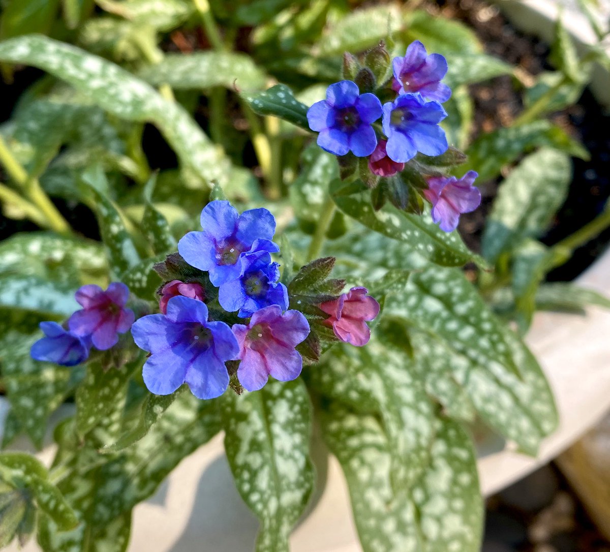 Pulmonaria is a possibly a top ten perennial for me.