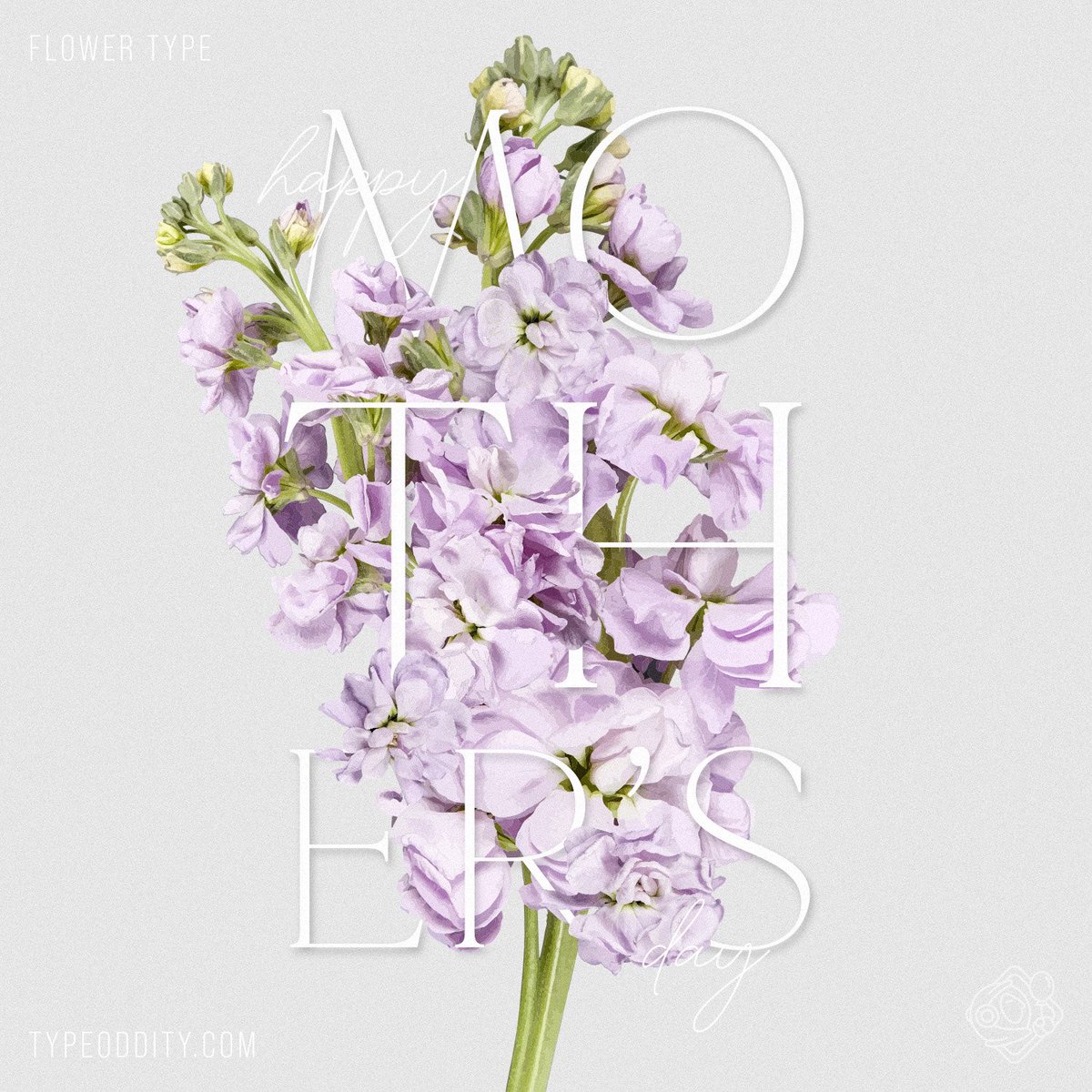 typeoddity tweet media